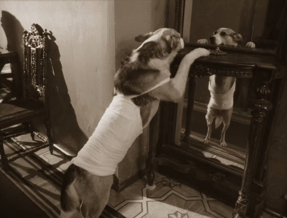 Я красавец! Очень возможно, что бабушка моя согрешила с водолазом.