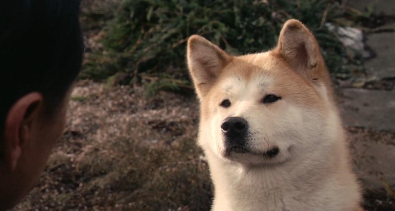 Если Хатико хочет ждать, он должен ждать.