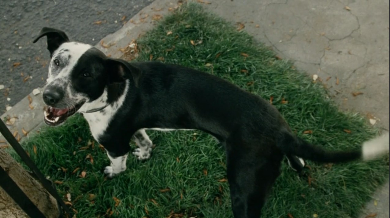 Брюс Нолан Все сделал? Пе-ре-кра-сно! Пошли теперь домой, на диване ещё посрёшь!